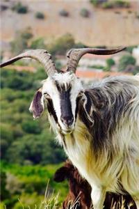 A Curious Horned Goat in a Mountain Pasture in Sardinia Italy Journal