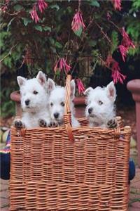 Three Puppies Basket Dog Photo Journal