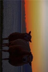 Two Sheep and an Irish Sunset Journal