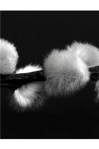 Pussy Willow Notebook