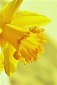 Bright Yellow Daffodils Journal