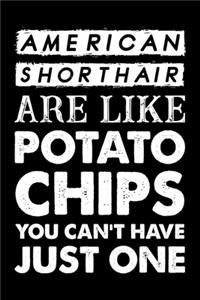 American Shorthair Are Like Potato Chips You Can't Have Just One