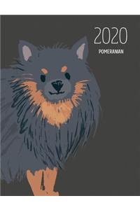 2020 Pomeranian