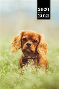 Cavalier King Charles Spaniel Dog Calendar Week Planner 2020 / 2021 - Meadow