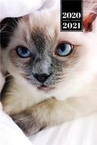 Siamese Cat Kitten Kitty Tomcat Week Planner Organizer 2020 / 2021 - Cute Baby