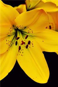 Brilliant Yellow Lily Flowers Journal