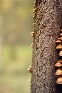 Mushrooms Growing in a Crack of a Tree Journal