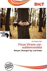 Ficus Virens Var. Sublanceolata