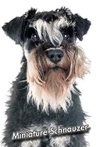 Miniature Schnauzer