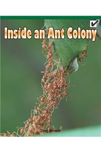 Inside an Ant Colony