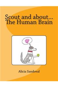 Scout and about...The Human Brain