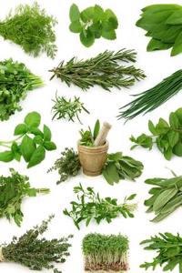 Jumbo Oversized a Collage of Fresh Herbs from the Garden