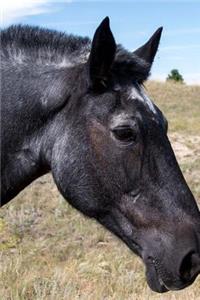 Steel Gray Pony Portrait Dartmoor Wild Ponies Journal