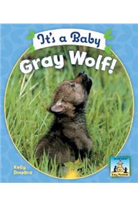 It's a Baby Gray Wolf