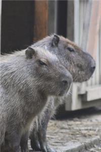 One Capybara Says to the Other, 