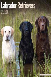 LABRADOR RETRIEVERS W 2020