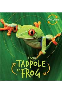 From Tadpole to Frog