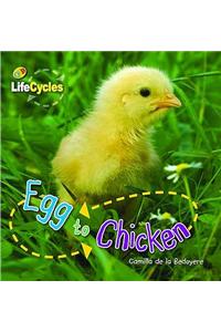 Lifecycles: Egg to Chicken