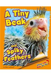 A Tiny Beak and Spiky Feathers (Cockatiel)