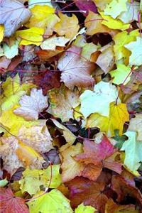 Colorful Autumn Leaves