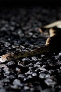 Gopher Snake on the Road Journal