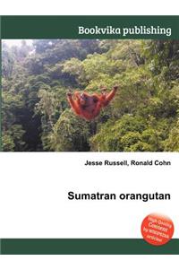 Sumatran Orangutan