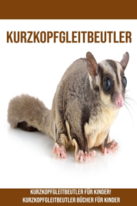 Kurzkopfgleitbeutler