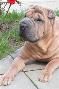 The Chinese Shar-Pei Dog Journal