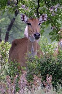 Nilgai Indian Antelope Journal