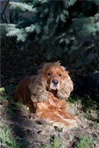 Cocker Spaniel