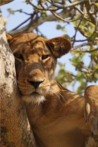 Young Lion Lounging in a Tree African Animal Journal