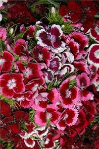 Journal Flowers Pretty Pink Dianthus