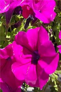 Floral 2019 Weekly Planner Pretty Purple Geraniums 134 Pages
