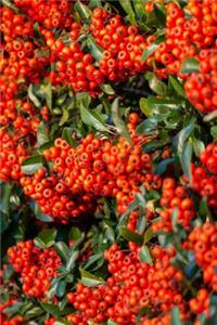 Firethorn Pyracantha Berries Journal