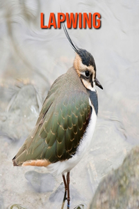 Lapwing