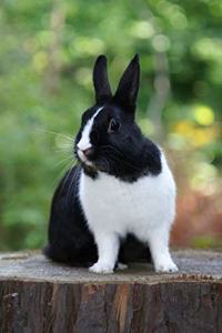 Rabbit Journal