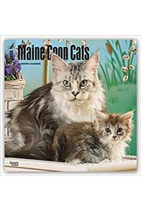 Maine Coon Cats 2018 Wall Calendar