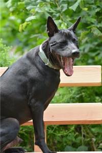 The Thai Ridgeback Dog Journal