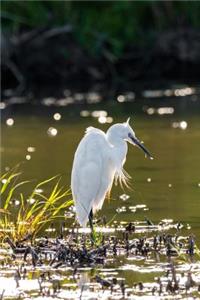 Egret Journal