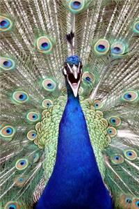 Peacock Portrait Joiurnal