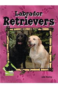 Labrador Retrievers