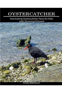 Oystercatcher: Fascinating Oystercatcher Facts for Kids with Stunning Pictures!