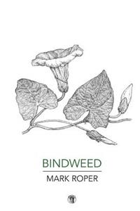 Bindweed