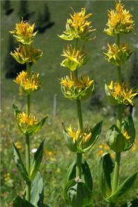 Yellow Gentian Flower Blossoms in the Hills Journal