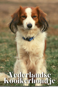 Nederlandse Kooikerhondje