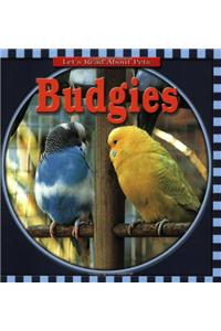 Budgies