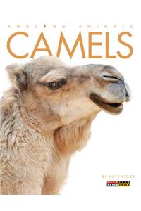 Camels