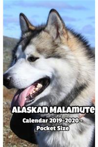 Alaskan Malamute Calendar 2019-2020 - Pocket Size