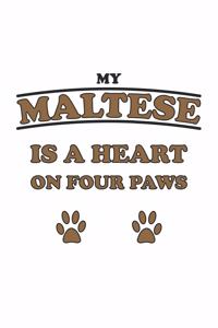 My Maltese is a heart on four paws