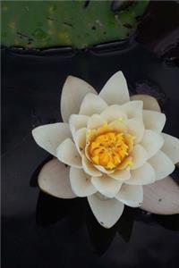 White Water Lily Journal